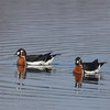 branta_ruficollis_ec3806
