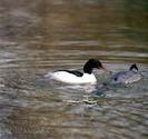 mergus_merganser_2218