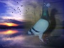 2-hu-2e63e7ed911ea0d29f98279b4793d74a (3)