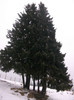 poze 675