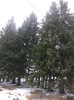 poze 681