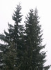 poze 698