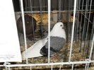 SDC12598
