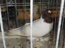 SDC12618