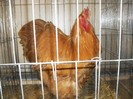 SDC12690