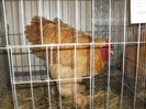 SDC12693