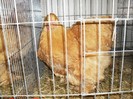 SDC12694