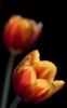 02252_tulips_1280x800