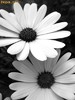 Black_and_White_Flowers__1234181024