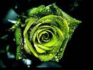 tablou-trandafiri-07~l_843223