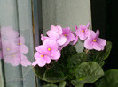 decembrie 025