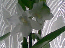 dendrobium