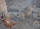 DSC05824