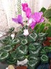 cyclamen