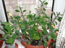 euphorbia millis-spinul lui ISUS