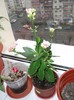 kalanchoe si......ceva....roz