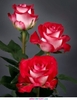 trandafirii-rosii_880232a3bab498