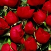 trandafiri-rosii-pentru-toate-fetele_5b71a6d8a65fc5