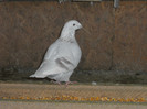 DSCN1453