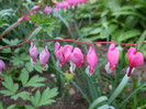 dicentra