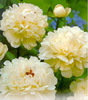 paeonia sinensis white 12.5 lei