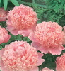 paeonia sinensis pink 12.5 lei