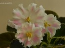PINK SENSATION