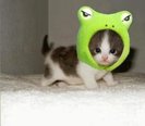 poze-amuzante-pisici-broaste-080817