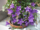 Campanula