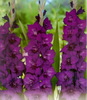 Purple Flora 1 leu