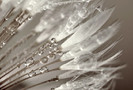 silver drops