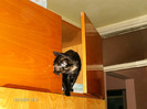 decembrie 005