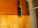 decembrie 006