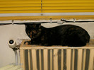 decembrie 014