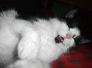 poze 923