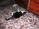 poze 949