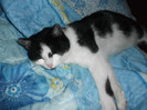 poze 972