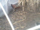 P05-01-12_09.03[2]