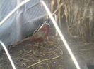 P05-01-12_09.03[3]