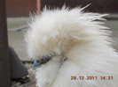 cocos