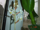 floare ludisia