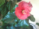 DSC04423