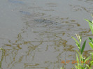 DSCN0342