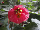abuti pink lady