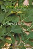 Rucola