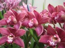 imagini-cu-flori-orchid-300x225