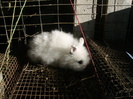 Iepuri