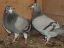 DSC04611