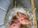 DSCN0975