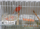 DSCN0981